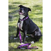Trekpro Dog Lead